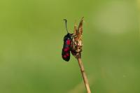 Zygaena filipendulae