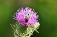 Zygaena filipendulae