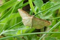 Idaea humiliata