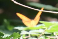 Argynnis paphia