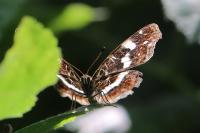 Araschnia levana