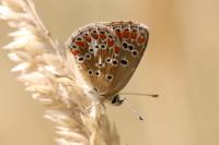 Aricia agestis