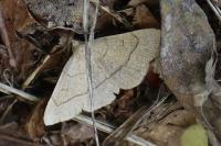 Paracolax tristalis