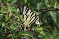 Iphiclides podalirius