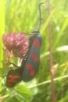 Zygaena filipendulae