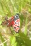 Zygaena carniolica