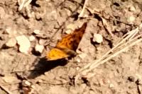 Polygonia c-album