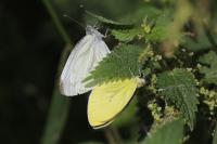 Pieris napi