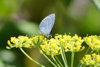 Celastrina argiolus