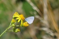 Celastrina argiolus