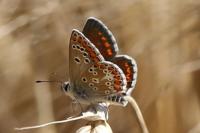 Aricia agestis