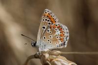 Aricia agestis