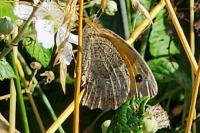 Maniola jurtina