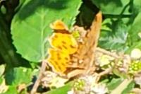 Polygonia c-album