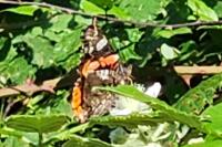 Vanessa atalanta