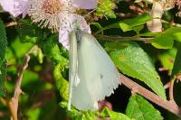 Pieris rapae