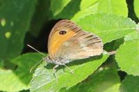 Pyronia tithonus