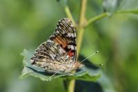Vanessa cardui