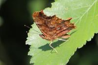 Polygonia c-album
