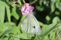 Pieris brassicae