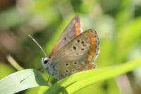 Aricia agestis