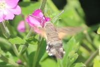 Macroglossum stellatarum