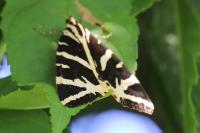 Euplagia quadripunctaria
