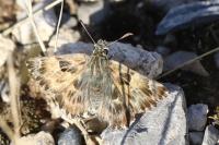 Carcharodus alceae