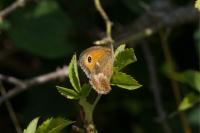 Pyronia tithonus