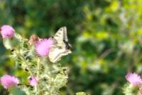 Papilio machaon