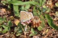 Polyommatus icarus