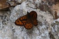 Lasiommata megera