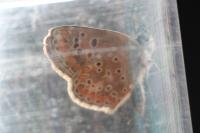 Aricia agestis