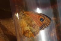 Pyronia tithonus