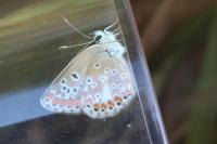 Aricia agestis