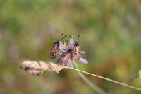 Zygaena carniolica