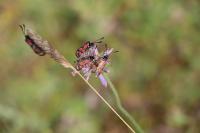 Zygaena carniolica