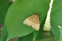 Lymantria dispar