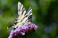 Iphiclides podalirius