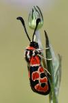 Zygaena fausta