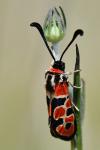 Zygaena fausta