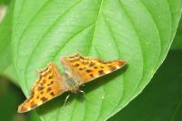 Polygonia c-album
