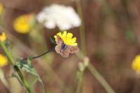 Polyommatus icarus