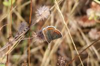 Polyommatus icarus