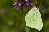 Gonepteryx rhamni