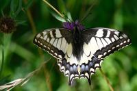Papilio machaon