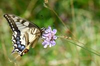 Papilio machaon