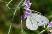Pieris napi