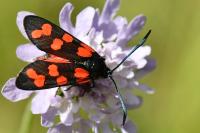 Zygaena transalpina