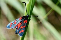 Zygaena transalpina